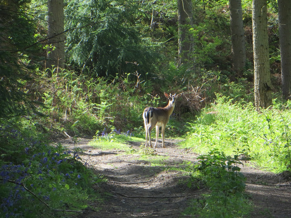 To Paraphrase Wordsworth Forest Of Dean Wye Valley Tour Guides to-paraphrase-wordsworth-forest-of-dean-wye-valley-tour-guides