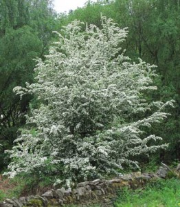 May Blossom at Little Drybrook
