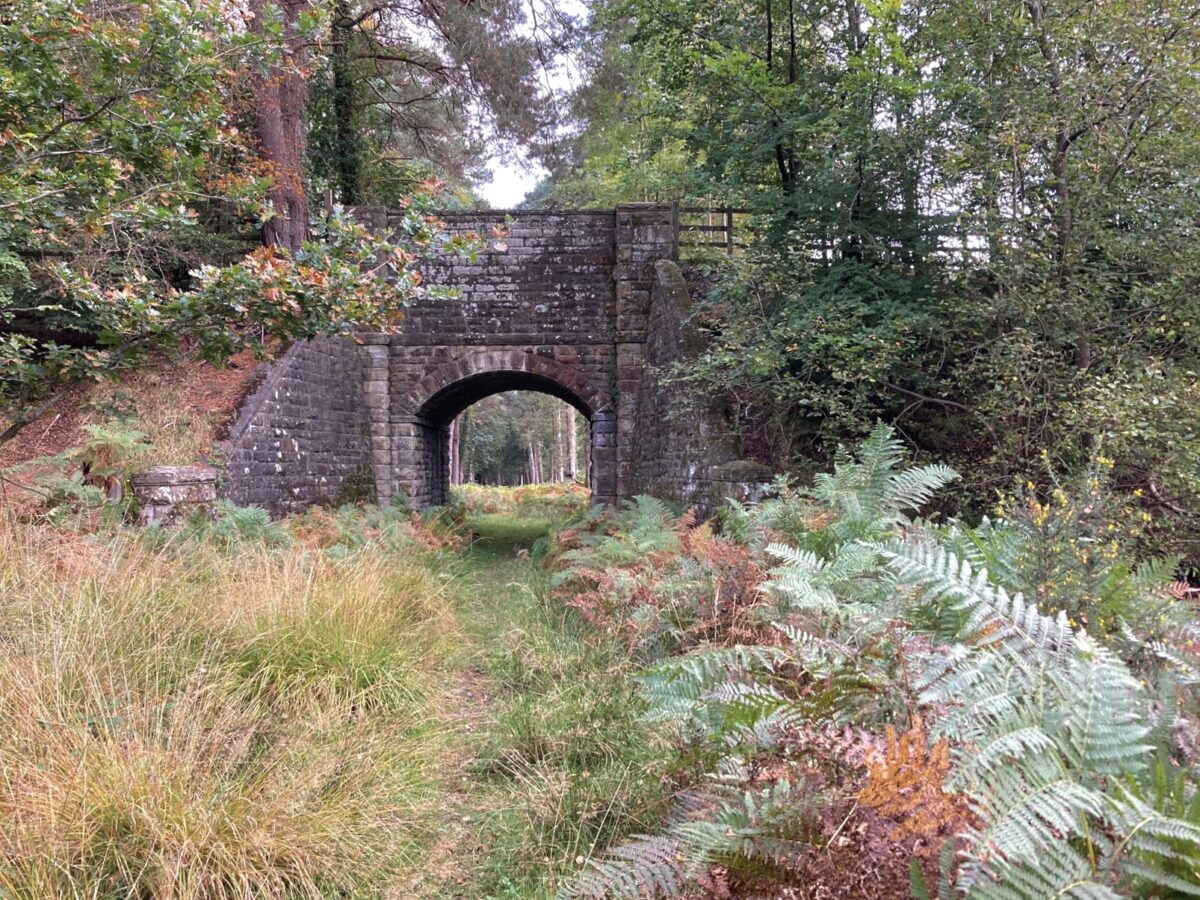 A bridge in the woods