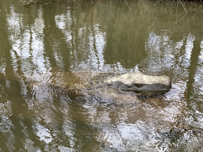 A photo of a crocodile at Cannop